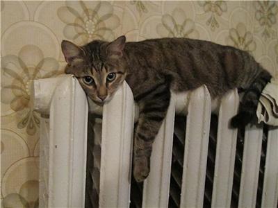 Яценюк поручил провести перерасчет оплаты за некачественное тепло