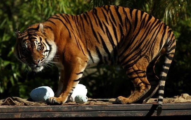 Доклад WWF о вымирании животных истолкован неверно - СМИ