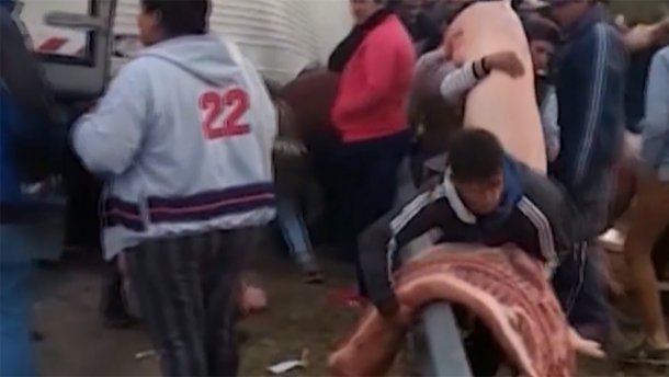 Фура со свиными тушами перевернулась на дороге, люди начали воровать мясо: фото и видео 18+