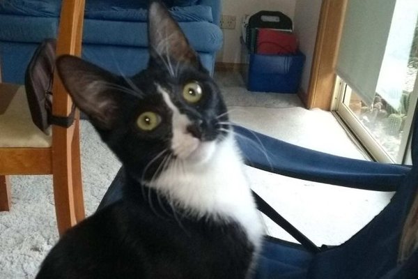Котенок пережил полный цикл стирки и отжима в стиральной машине (фото) Котенок пережил полный цикл стирки и отжима в стиральной машине (фото)