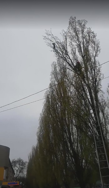 Крутое пике: в Николаеве ловили «летающего» кота (фото, видео)