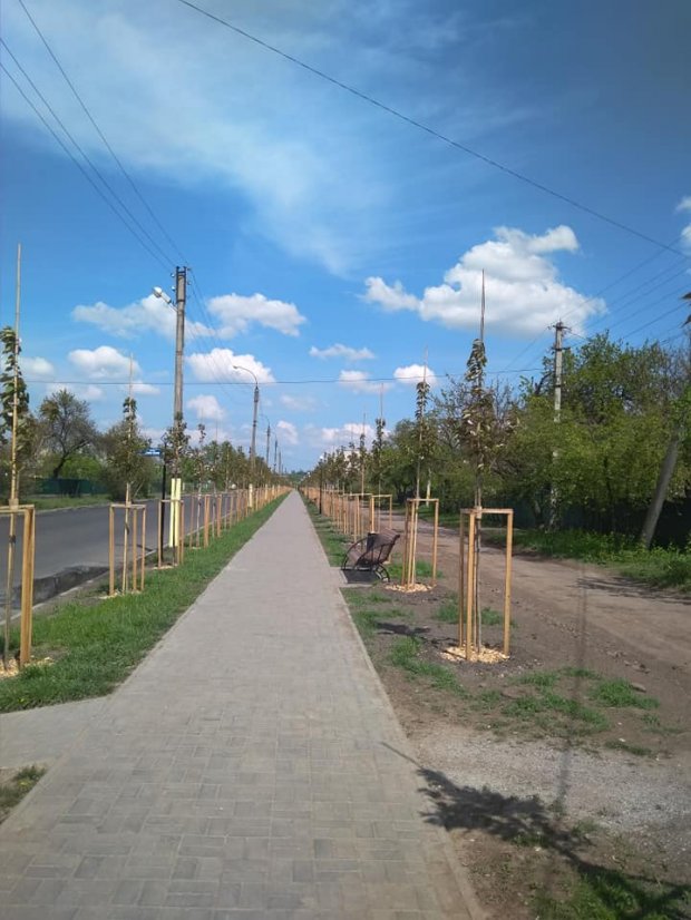 На Черкащині висадили найдовшу в Україні алею сакур: чарівні фото