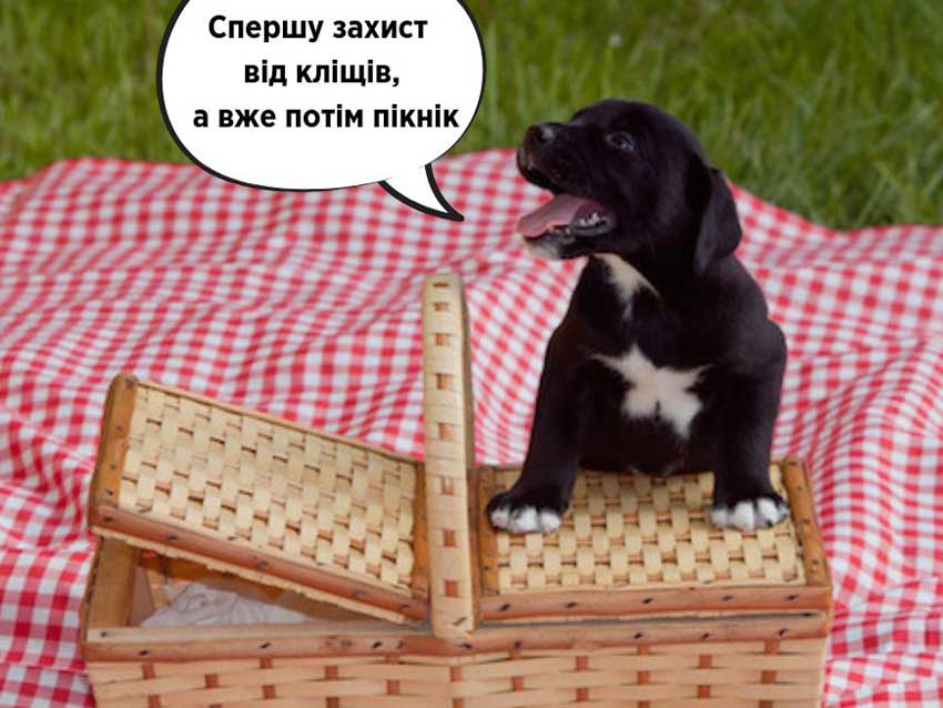 Не «душить» маслом или лаком для ногтей: Супрун объяснила украинцам, что делать в случае укуса клеща