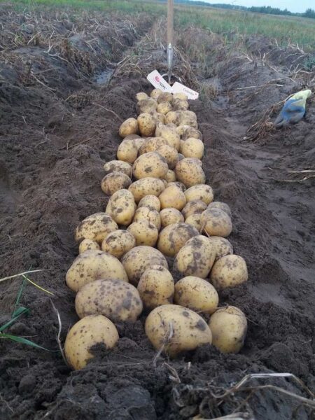Чому ціни на&nbsp;молоду українську картоплю вдвічі вищі, аніж на&nbsp;завезену з&nbsp;Єгипту: роз&rsquo;яснення фахівця