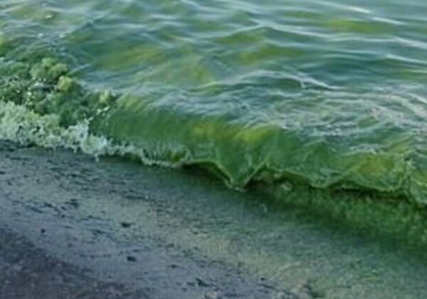 "Цветение" моря в Одессе: в воде обнаружили превышение нормы вредных веществ