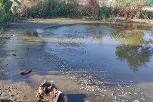 Замор рыбы и смрад в водоеме в Одесской области: что показали анализы Замор рыбы и смрад в водоеме в Одесской области: что показали анализы