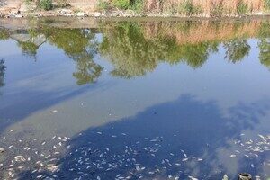Замор рыбы и смрад в водоеме в Одесской области: что показали анализы Замор рыбы и смрад в водоеме в Одесской области: что показали анализы