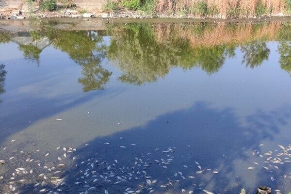 Замор рыбы и смрад в водоеме в Одесской области: что показали анализы Замор рыбы и смрад в водоеме в Одесской области: что показали анализы