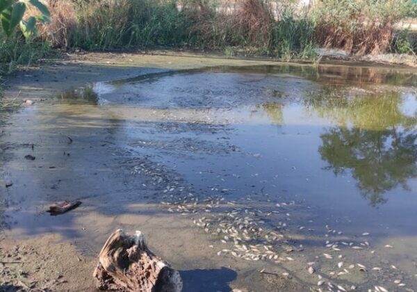 Замор рыбы и смрад в водоеме в Одесской области: что показали анализы Замор рыбы и смрад в водоеме в Одесской области: что показали анализы