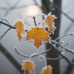 Метеорологи предупреждают: ноябрь способен принести одну из самых холодных недель за 70 лет